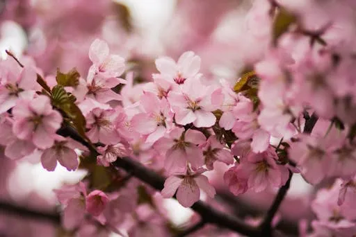 Jenis-Jenis Bunga Sakura dan Perbedaannya